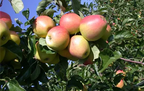 Malus 'Pinova' -S- CAC Malus 'Pinova' -S- CAC