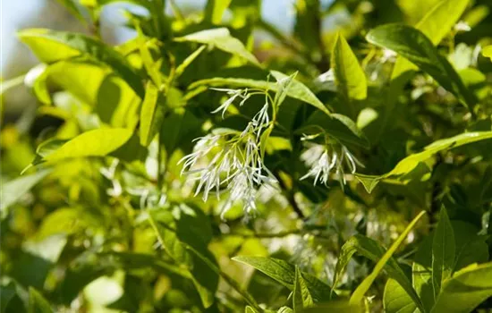 Chionanthus virginicus Chionanthus virginicus