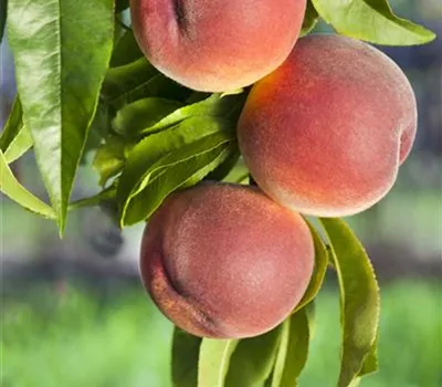Prunus persica 'Kernecht.v.Vorgeb.' CAC Prunus persica 'Kernecht.v.Vorgeb.' CAC