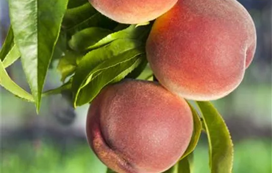 Prunus persica 'Kernecht.v.Vorgeb.' CAC Prunus persica 'Kernecht.v.Vorgeb.' CAC