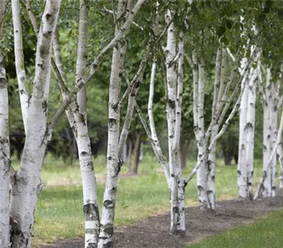 Betula jacquemontii