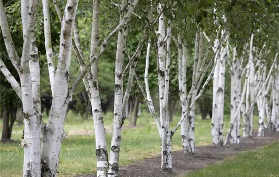 Betula jacquemontii