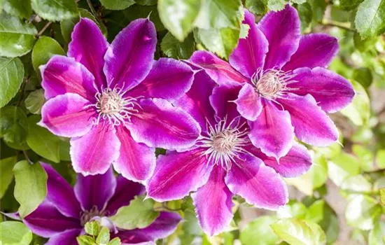Clematis 'Dr. Ruppel' Clematis 'Dr. Ruppel'