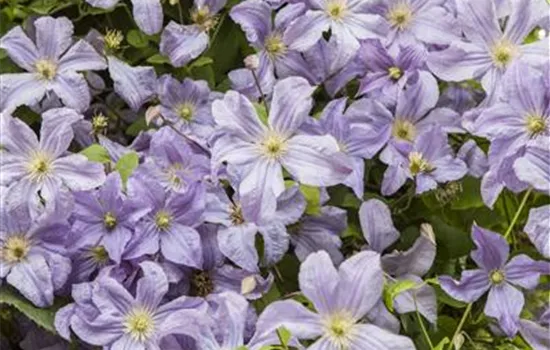 Clematis viticella 'Prince Charles' Clematis viticella 'Prince Charles'