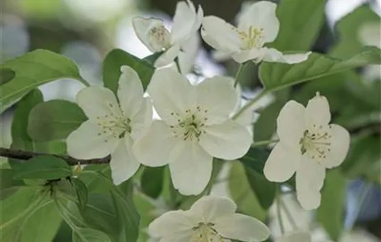 Malus 'Professor Sprenger'