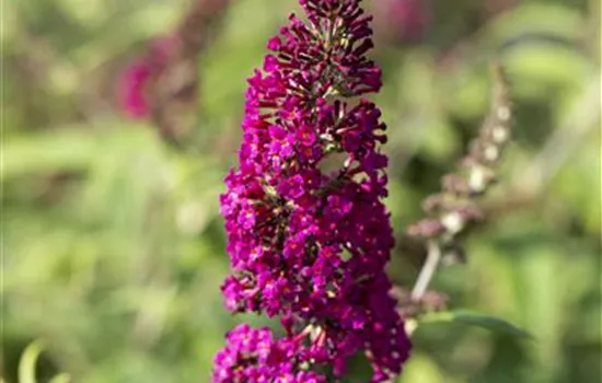 Buddleja davidii 'Nanho Purple'