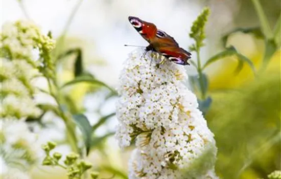 Buddleja davidii 'Peace'