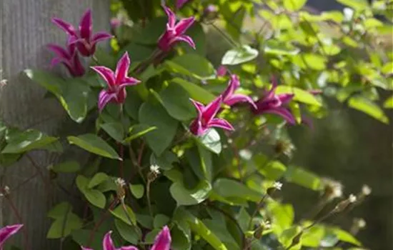 Clematis tex.'Princess Diana' Clematis tex.'Princess Diana'