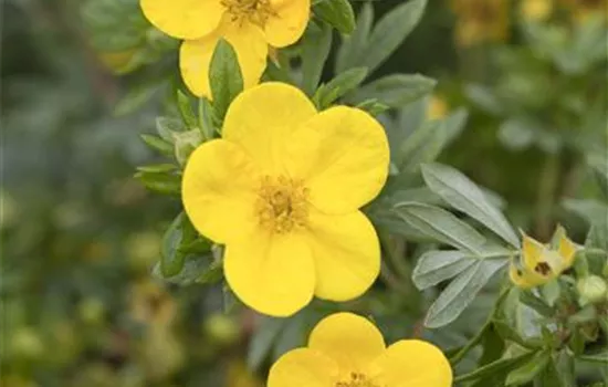 Potentilla fruticosa 'Goldstar'