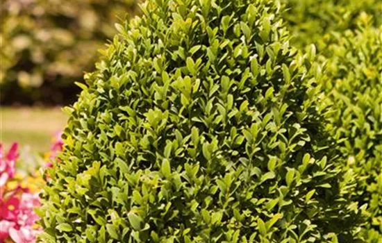 Buxus sempervirens var.arborescens