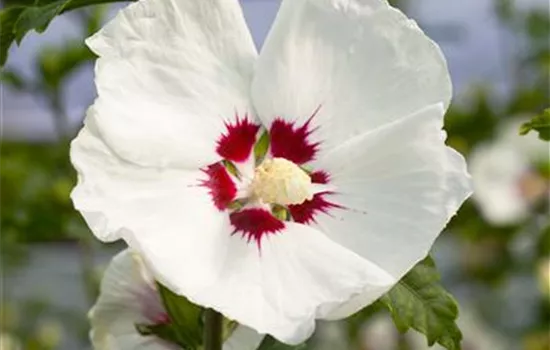 Hibiscus syriacus 'Red Heart'