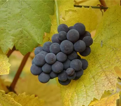 Vitis 'Muscat bleu' II Vitis 'Muscat bleu' II