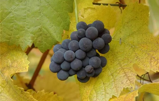 Vitis 'Muscat bleu' II Vitis 'Muscat bleu' II