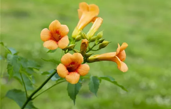 Campsis tagliabuana 'Mme Galen'