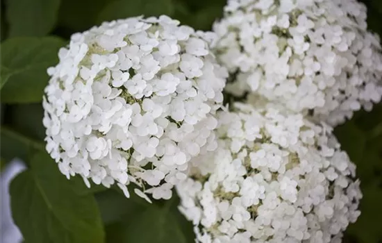 Hydrangea arbor.'Strong Annabelle' -R-