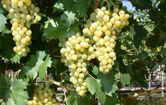 Vitis 'Phönix' -S- II Vitis 'Phönix' -S- II