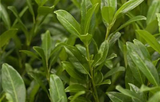 Prunus lauroc.'Herbergii'