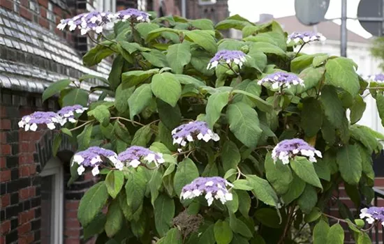 Hydrangea aspera 'Macrophylla'