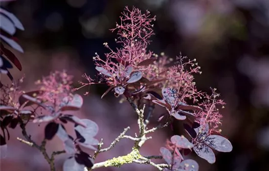 Cotinus coggygria 'Lilla' -S-
