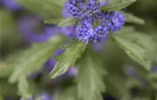 Caryopteris clandonensis 'Blauer Spatz' -R-