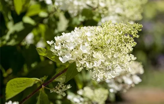 Hydrangea paniculata 'Bombshell' -S-