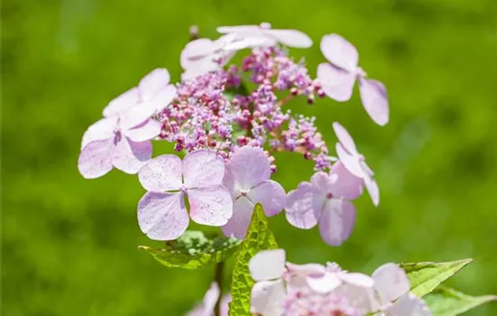Hydrangea serrata 'Bluebird'