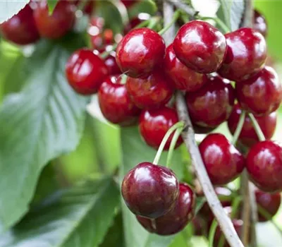 Prunus av.'Burlat' CAC Prunus av.'Burlat' CAC