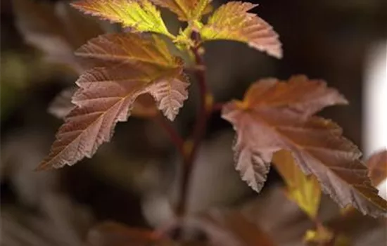 Physocarpus opulifolius 'Diable d'Or' -R-