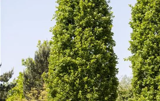 Quercus robur 'Fastigiata'