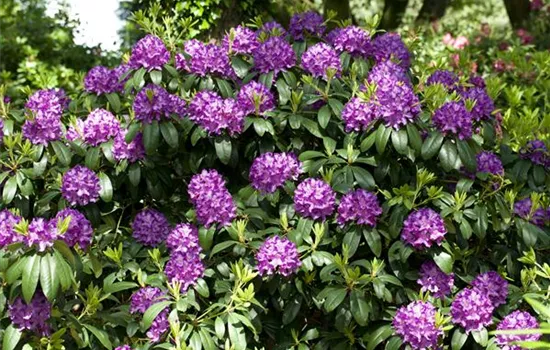 Rhododendron Hybr.'Catawb. Grandiflorum' I