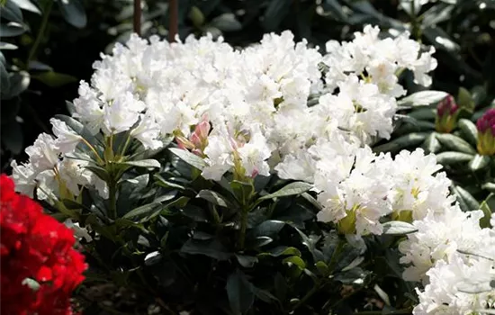 Rhododendron Hybr.'Cunningham's White' I