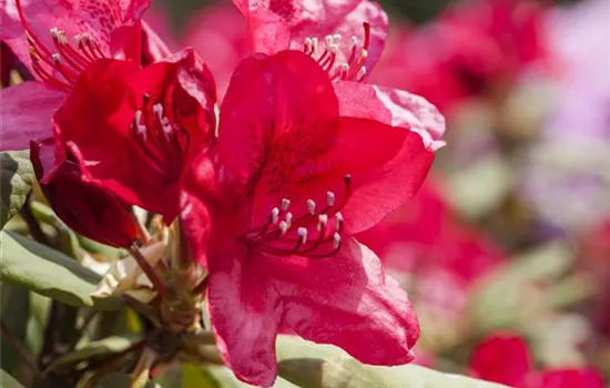 Rhododendron Hybr.'Hachm.Feuerschein' -R- III