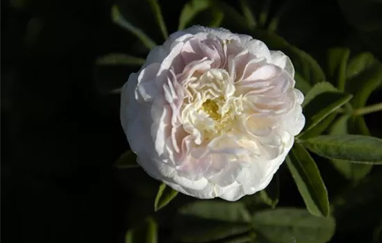 Rosa 'Maiden's Blush' STR V