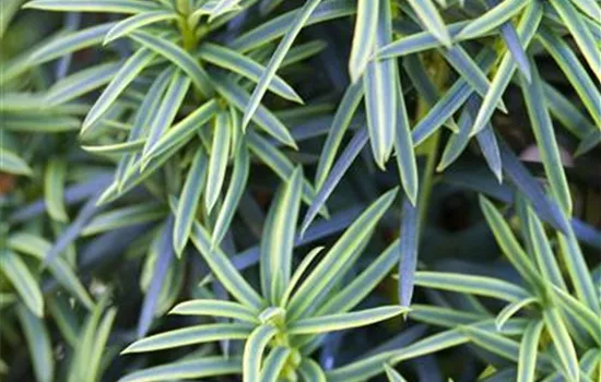 Taxus baccata 'Fastigiata Aureomarginata'