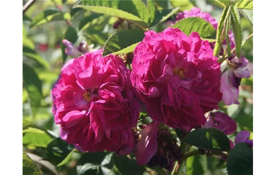 Rosa 'Rose de Resht' STR IV