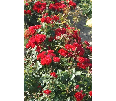 Rosa 'Black Forest Rose' -R- BT III Rosa 'Black Forest Rose' -R- BT III