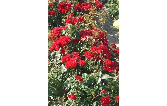 Rosa 'Black Forest Rose' -R- BT III Rosa 'Black Forest Rose' -R- BT III