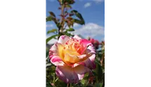 Delbard-Rose rot/gelb gestreift