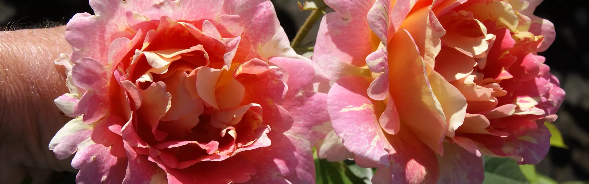 Rose de Cisterciens1.JPG
