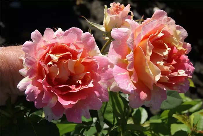 Sommer ist Rosenzeit