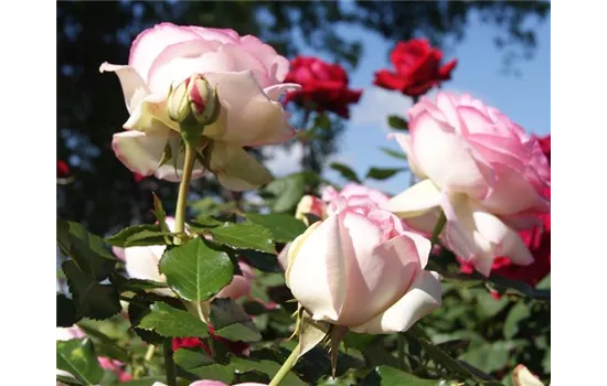 Rosa 'Eden Rose '85' -R- KL V