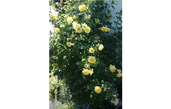 Rosa Golden Gate -R- lö TH Rosa Golden Gate -R- lö TH