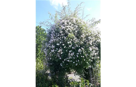 Rosa 'Paul's Himalayan Musk Rambler' KL VI