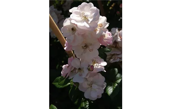 Rosa 'Perennial Blush' -R- KL V