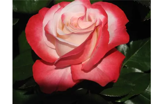 Rosa 'Nostalgie' -R- TH V Rosa 'Nostalgie' -R- TH V