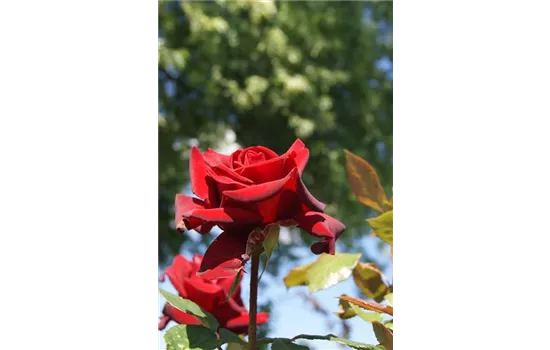 Rosa 'Schwarze Madonna' -R- TH III Rosa 'Schwarze Madonna' -R- TH III