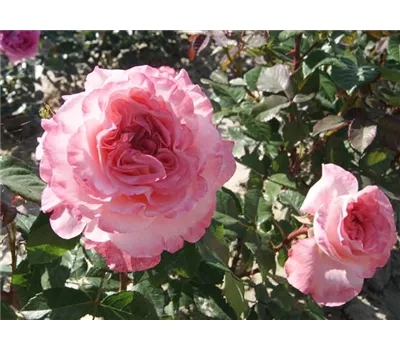 Rosa 'Augusta Luise' -R- TH VI Rosa 'Augusta Luise' -R- TH VI