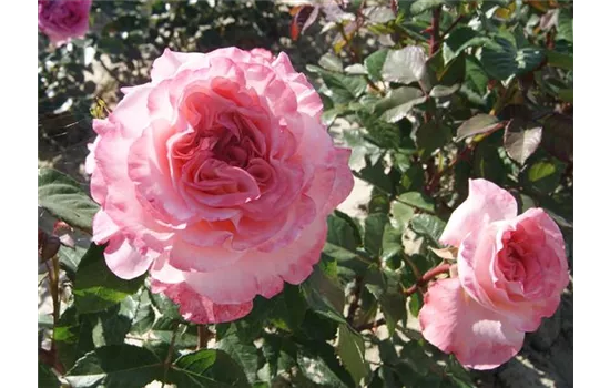 Rosa 'Augusta Luise' -R- TH VI Rosa 'Augusta Luise' -R- TH VI