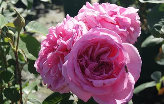 Rosa 'Gertrude Jekyll' -R- STR VI