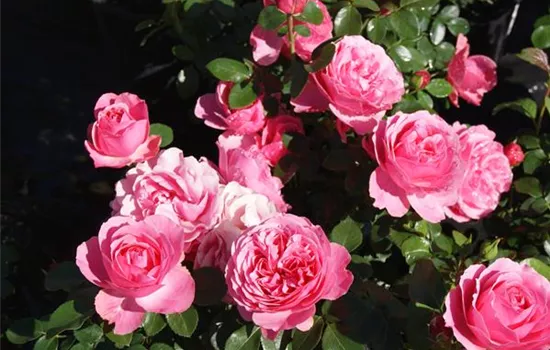Rosa 'Leonardo da Vinci' -R- BT IV Rosa 'Leonardo da Vinci' -R- BT IV